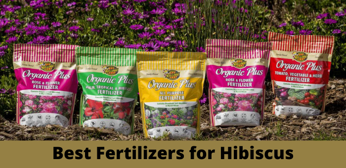best fertilizers for hibiscus reviews